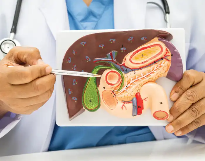 Doctor pointing to the gallbladder on an anatomical model of the liver and pancreas